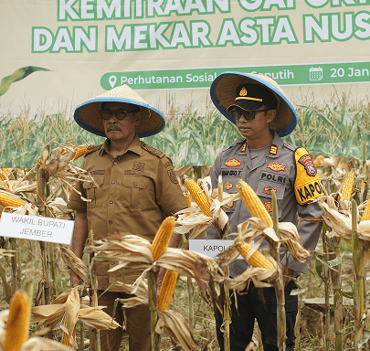 Panen Perdana Agroforestry Mekar Asta Nusantara