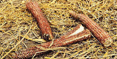 Pemanfaatan Limbah Jagung